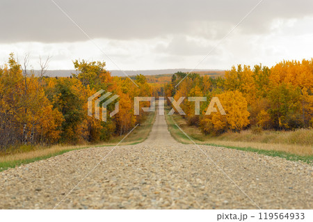 Country road with gravel among bright yellow autumn trees in the woodland. 119564933