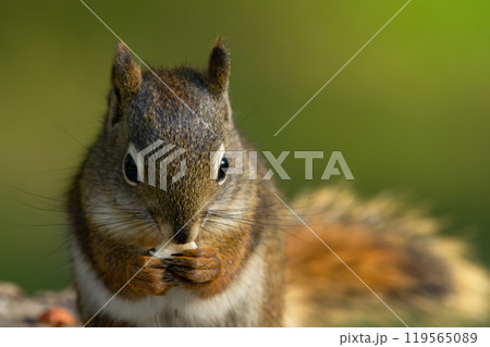 Close-up of a little American red squirrel eating a peanut in the summer garden. 119565089