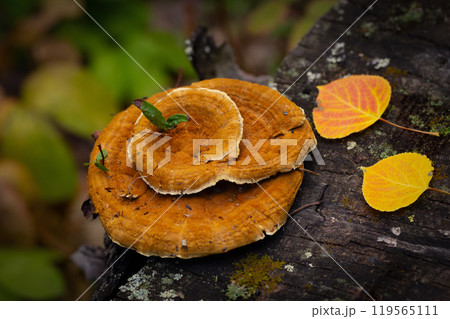 Beautiful orange polipore mushroom Coltricia cinnamomae or Tiger's eye is growing on the stump with lichen and yellow fallen leaves in the autumn forest. Beautiful orange polipore mushroom Coltricia cinnamomae or Tiger's eye is growing on the stump with lichen and yellow fallen leaves in the autumn forest. 119565111