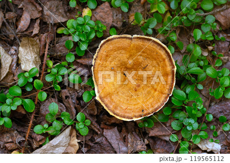 Beautiful orange polipore mushroom Coltricia cinnamomae or Tiger's eye is growing on the stump with lichen and yellow fallen leaves in the autumn forest. 119565112