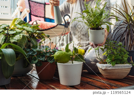 woman takes care of plants, houseplants, flowerpots, flowers, waters, sprays, on an open terrace,  119565124