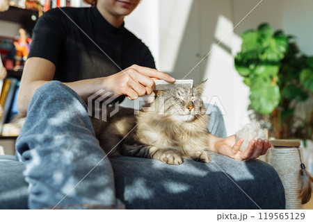 domestic cat grooming 119565129