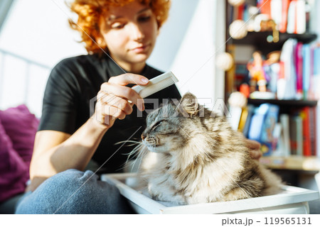 domestic cat grooming domestic cat grooming 119565131