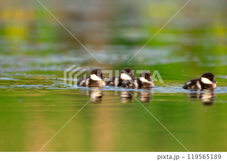 Cute little ducklings of Bufflehead duck are swimming on the water of the river with reeds in summer sunny warm day, reflection on the water. 119565189