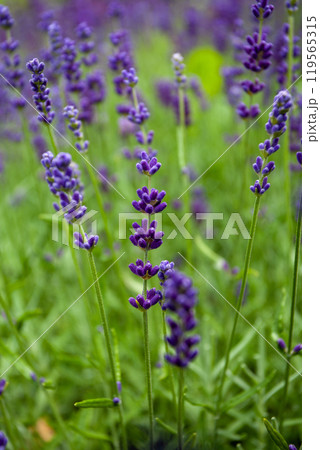Witness the Vibrant and Colorful Lavender Fields in Full Bloom During the Summer Season 119565315