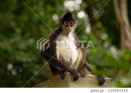 Cute Yucatan spider monkey is sitting on the roof of the building in the shade of trees and looking serious or concerned. 119565318