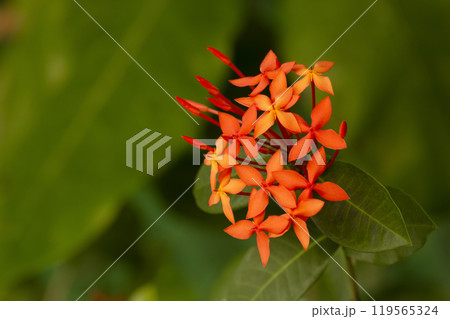 Blooming bush of Ixora coccinea or Jungle geranium, green leaves on the background. Blooming bush of Ixora coccinea or Jungle geranium, green leaves on the background. 119565324