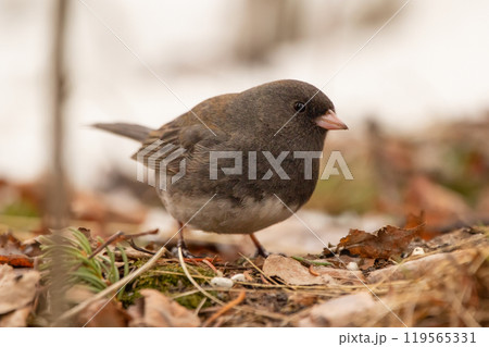 Little songbird Dark-eyed junco is foraging in winter on the ground in dry grass and leaves, looking for seeds. Little songbird Dark-eyed junco is foraging in winter on the ground in dry grass and leaves, looking for seeds. 119565331