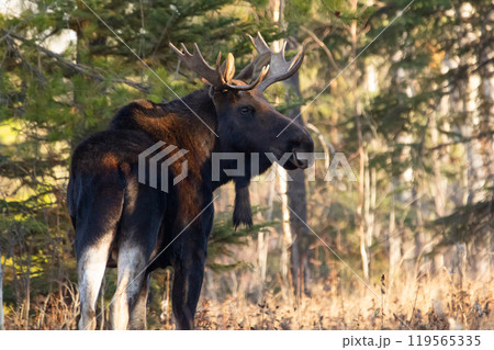 Moose bull with big antlers is standing in dry yellow grass in the forest during autumn hunting season. 119565335