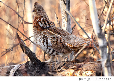 Female ruffed grouse is camouflaging in dry brown grass in autumn in the forest. 119565337