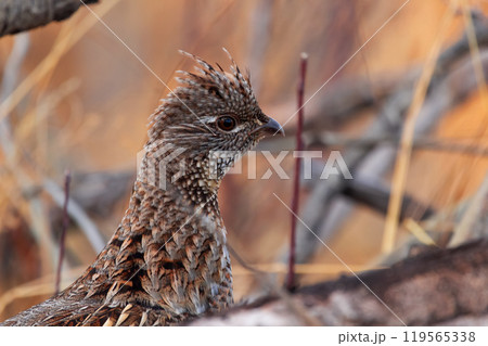 Female ruffed grouse is camouflaging in dry brown grass in autumn in the forest. 119565338