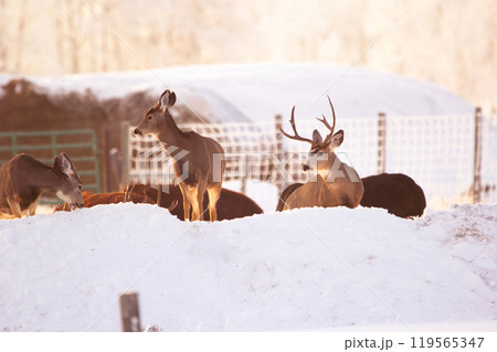 Herd of deer trespassed jumped over the fence of the farm to eat from the feeder for cows. 119565347