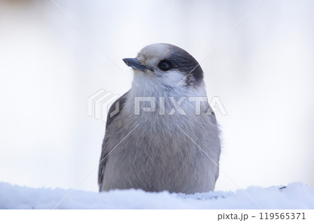 Canada jay or Gray jay (Whiskey jack) is sitting in snowy stump in the backyard in winter cold day. Canada jay or Gray jay (Whiskey jack) is sitting in snowy stump in the backyard in winter cold day. 119565371