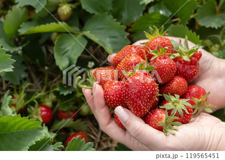 Gardener's hands holding red strawberries in the berry patch. 119565451