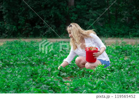 Woman in white shirt is picking strawberries into a bucket in the field. 119565452