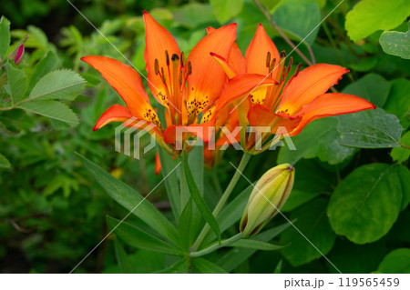 Orange flowers of Wood lily are growing in the summer forest. Orange flowers of Wood lily are growing in the summer forest. 119565459
