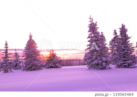 Winter landscape of spruce trees covered with snow in the sunset warm purple light. 119565464