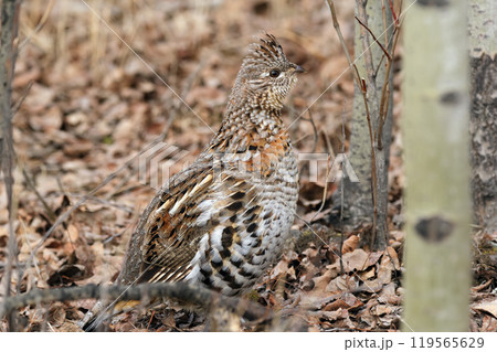 Alerted Ruffed grouse is foraging in grass of spring forest. 119565629