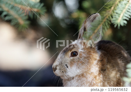 Portrait of Snowshoe hare in brown fur under the fir tree. Portrait of Snowshoe hare in brown fur under the fir tree. 119565632