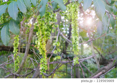 Pterocarya fraxinifolia in park in summer. Romantic plants. Green leaves in garden. Characteristic fruits of Caucasian wingnut. Pterocarya fraxinifolia in park in summer. Romantic plants. Green leaves in garden. Characteristic fruits of Caucasian wingnut. 119565669