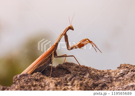 Colorful Praying Mantis - Mantis religiosa. Resting on a Rock in Its Natural Habitat Colorful Praying Mantis - Mantis religiosa. Resting on a Rock in Its Natural Habitat 119565689