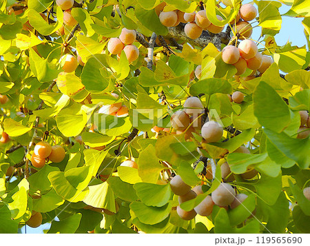 ぎんなん ぎんなん 119565690