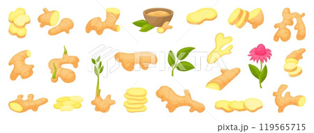 Ginger plants. Gingers powder in bowl, root slices and half with green sprout and flower. Fresh raw spices, naturopathy and cooking neoteric vector elements Ginger plants. Gingers powder in bowl, root slices and half with green sprout and flower. Fresh raw spices, naturopathy and cooking neoteric vector elements 119565715