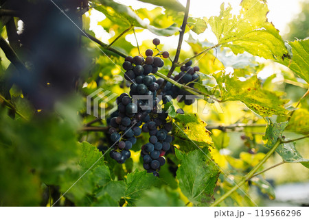 A close-up of ripe red and purple grapes hanging from a vine in the warm sunlight. A close-up of ripe red and purple grapes hanging from a vine in the warm sunlight. 119566296