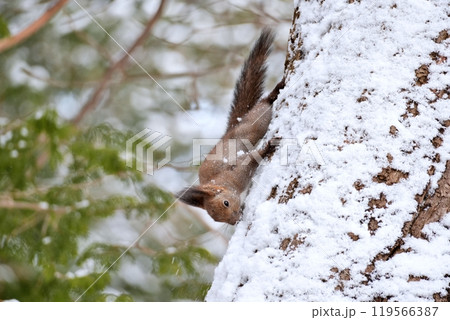 冬でも活動するエゾリス 冬でも活動するエゾリス 119566387