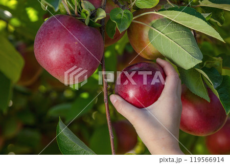 Child's Hand Reaching for Ripe Apples in Orchard Child's Hand Reaching for Ripe Apples in Orchard 119566914