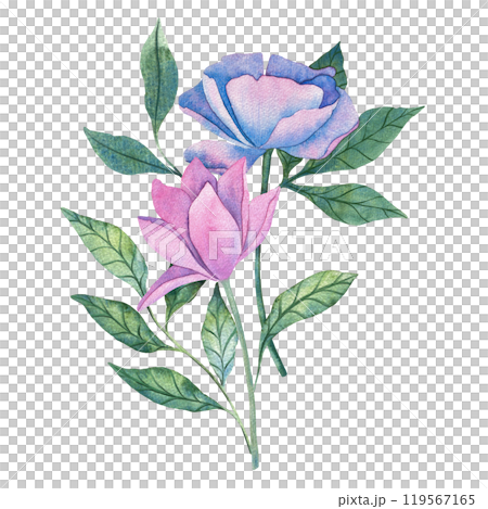 Watercolor illustration of delicate pink and blue flowers with green leaves. The soft colors and intricate design make it perfect for floral themed art, botanical projects, and nature inspired decor. 119567165