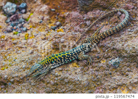 Italian wall lizard or ruin lizard - Podarcis siculus 119567474