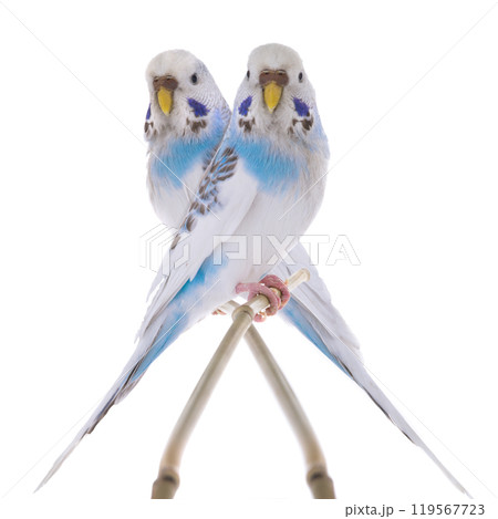 white budgie isolated on white background 119567723