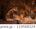 Journey through the dark woodland where the road is covered by the shadows of towering trees. Autumn Nature Landscape 119568329