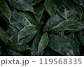 Green hues of freshness and vibrancy fill this close-up shot of leaves, a true display of natural beauty design 119568335