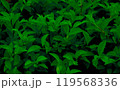 Green hues of freshness and vibrancy fill this close-up shot of leaves, a true display of natural beauty design 119568336
