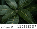 A stunning close-up of leaves in their natural element, showcasing the intricate details and vibrant green colors of the outdoors 119568337