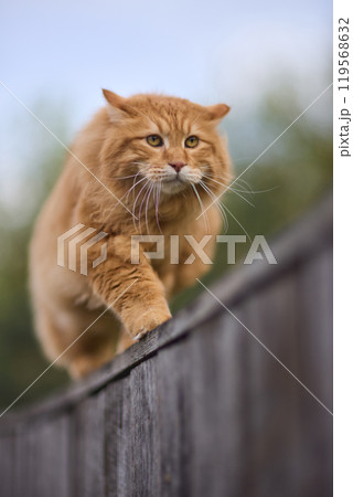 A ginger cat on a fence, with vibrant fur and agile posture under sunlight A ginger cat on a fence, with vibrant fur and agile posture under sunlight 119568632