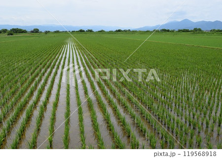 田植え1ヶ月後の水田 田植え1ヶ月後の水田 119568918