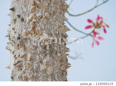 Blooming Ceiba Chorisia speciosa, bottle or floss silk tree growing on Grand Canaria island. Tropical exotic spiked tree with pink flowers and thorns on the trunk 119569124