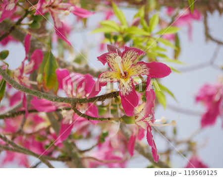 Blooming Ceiba Chorisia speciosa, bottle or floss silk tree growing on Grand Canaria island. Tropical exotic spiked tree with pink flowers and thorns on the trunk 119569125