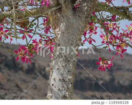 Blooming Ceiba Chorisia speciosa, bottle or floss silk tree growing on Grand Canaria island. Tropical exotic spiked tree with pink flowers and thorns on the trunk 119569126