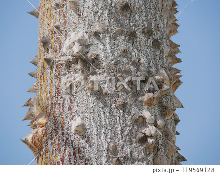 Blooming Ceiba Chorisia speciosa, bottle or floss silk tree growing on Grand Canaria island. Tropical exotic spiked tree with pink flowers and thorns on the trunk 119569128