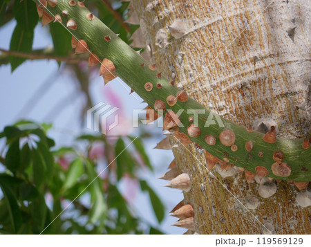 Blooming Ceiba Chorisia speciosa, bottle or floss silk tree growing on Grand Canaria island. Tropical exotic spiked tree with pink flowers and thorns on the trunk 119569129