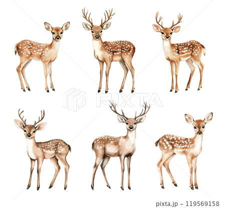 Watercolor deer set. Cute cervid reindeer wildlife hand drawn oil painting art, fawn with antler buck horn baby female deers or antelope forest mammal animals vector illustration 119569158