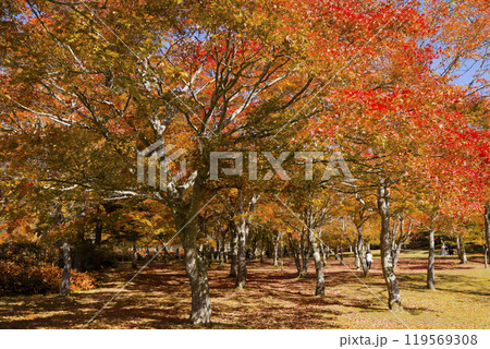 北海道の紅葉 北海道の紅葉 119569308