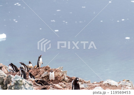 Gentoo colony at Danco Island 119569453