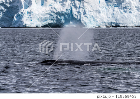 Detail of a humpback dorsal fin and blow hole Detail of a humpback dorsal fin and blow hole 119569455