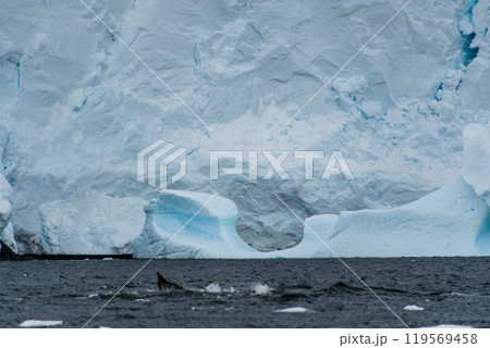 Antarctic landscape with a diving whale 119569458