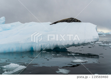 Resting Weddell Seal near Cuverville island 119569460